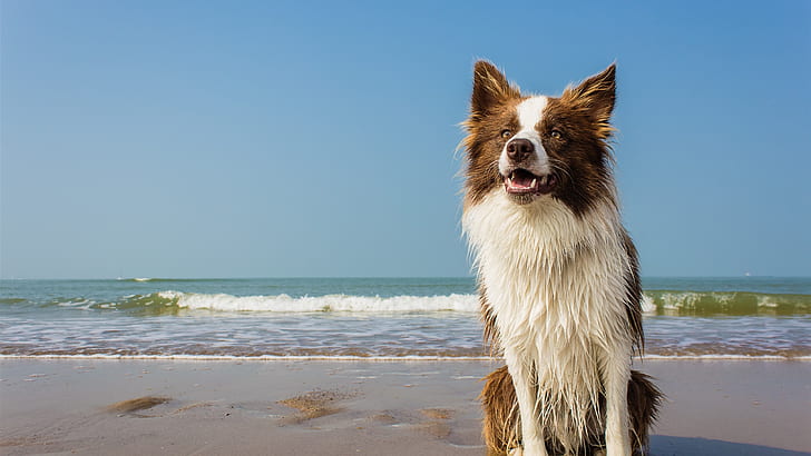 perro, animales, cielo despejado, azul cielo, playa, olas, agua, arena, vista al mar, mojado, Fondo de pantalla HD