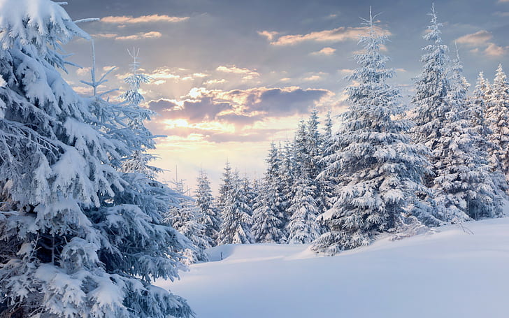 Foresta di inverno con neve, foresta, inverno, alberi, nuvole, neve, Sfondo HD