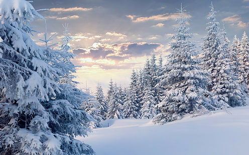 Зимна гора със сняг, гора, зима, дървета, облаци, сняг, HD тапет HD wallpaper