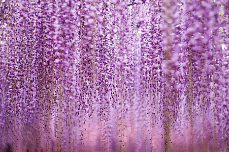 wisteria, HD wallpaper HD wallpaper