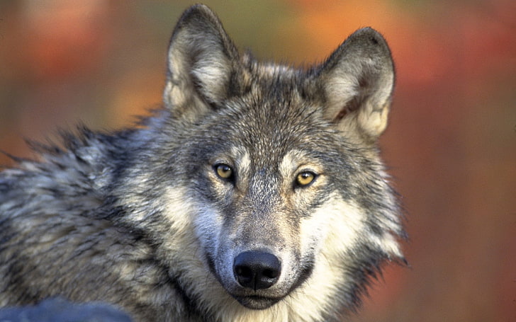 Animal, Wolf, Close-Up, HD wallpaper