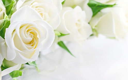 White Bud Roses Flores, rosas brancas, natureza, flores, branco, rosa, broto, HD papel de parede HD wallpaper