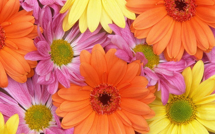 Цветни цветя, жълто, оранжево, природа, цвете, цветя, розово, маргаритка, природа и пейзажи, HD тапет