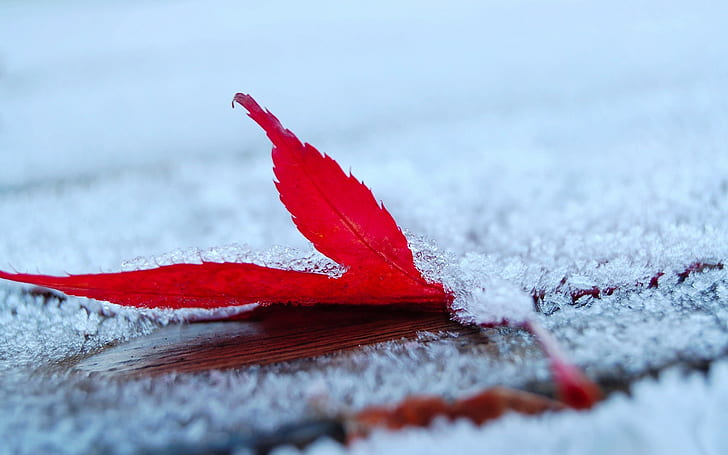 Frost, Blätter, Ahornblätter, Schärfentiefe, Natur, HD-Hintergrundbild