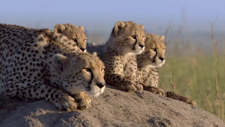 สัตว์ธรรมชาติครอบครัวลูกสัตว์เสือชีตาห์, วอลล์เปเปอร์ HD