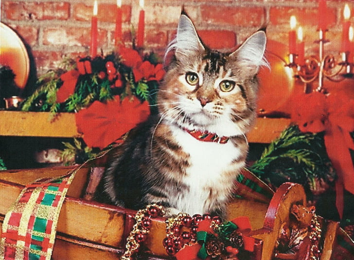 I Am Waiting For Santa, feline, ribbon, kitten, holly, maine coon, candles, animals, HD wallpaper