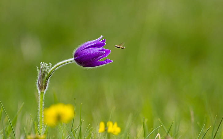 Трава, фиолетовый цветок, насекомое, трава, фиолетовый, цветок, насекомое, HD обои