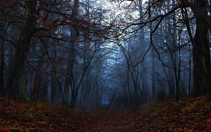 feuilles, arbres, automne, Fond d'écran HD