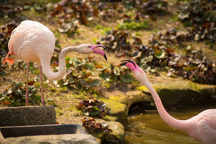 birds, a couple, Flamingo, pink flamingos, HD wallpaper