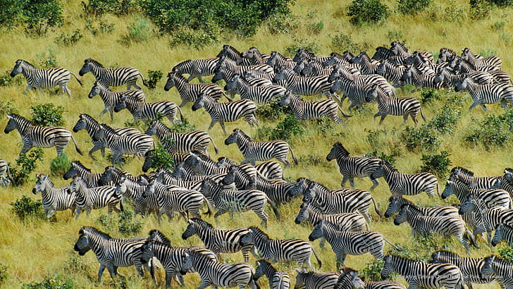 Migrating Zebras, Chobe National Park, Botswana, Africa, HD wallpaper