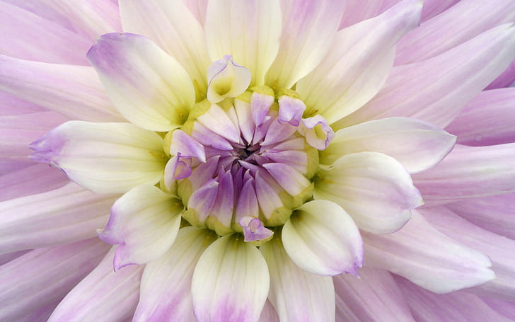 Makro bunga, dahlia, kelopak putih ungu, Bunga, Makro, Dahlia, Ungu, Putih, Kelopak, Wallpaper HD