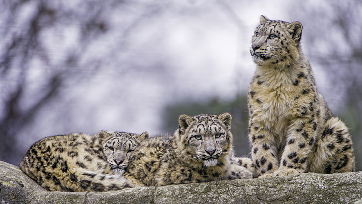 leopard, family, wildlife, mammal, terrestrial animal, snow leopard, big cats, whiskers, rock, HD wallpaper