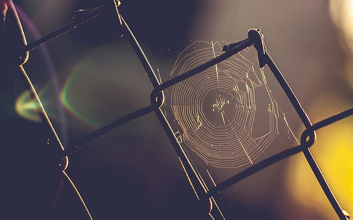 pajęczyna na szarym metalowym ogrodzeniu cyklonowym, sieć, siatka, płot, rdza, Tapety HD