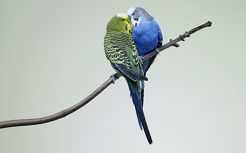 Целующиеся волнистые попугайчики, целующиеся, волнистые попугайчики, животные и птицы, HD обои HD wallpaper