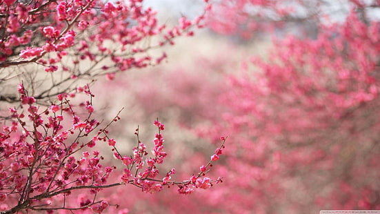 fiori rosa a petali, fiori di ciliegio, Giappone, fiori, fiori rosa, piante, Sfondo HD HD wallpaper