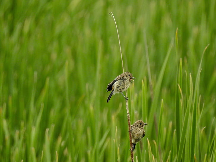 två fåglar på grönt gräs närbild foto, utkikspunkter, två fåglar, grönt gräs, närbild, foto, Pied Bushchat, P900, Nikon, Natur, Bangalore, djurliv, djur, fågel, HD tapet