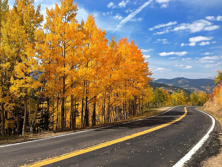 Осенняя дорога Деревья Галерея природы, дороги, осень, галерея, природа, дорога, деревья, HD обои
