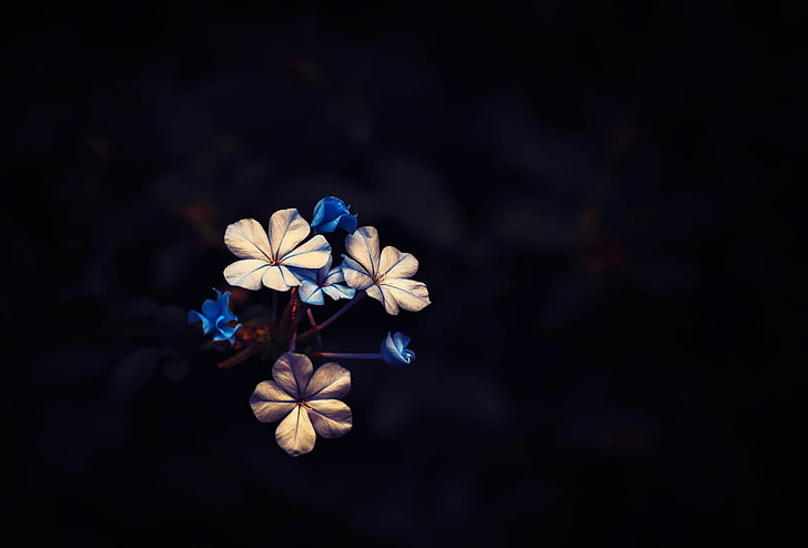 синие и белые цветы иллюстрация, растения, макро, черный, цветы, HD обои