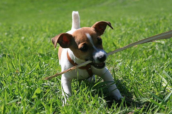 biało podpalany szczeniak Jack Russell terrier, trawa, sytuacja, zwierzę, pies, spacer, trzymanie kija, szczeniak Jack Russell, Tapety HD