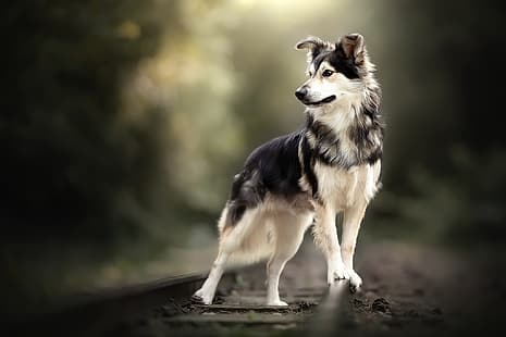 natura, każdy, pies, Tapety HD HD wallpaper