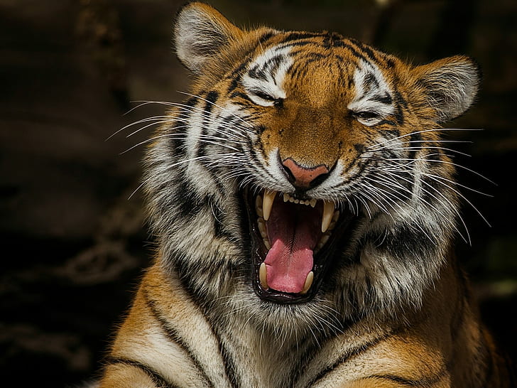 Layuning Tiger, tigre branco e preto laranja, tigre, língua, Layuning Tiger, Laugna, falo, teetn, retrato do IODE, HD papel de parede