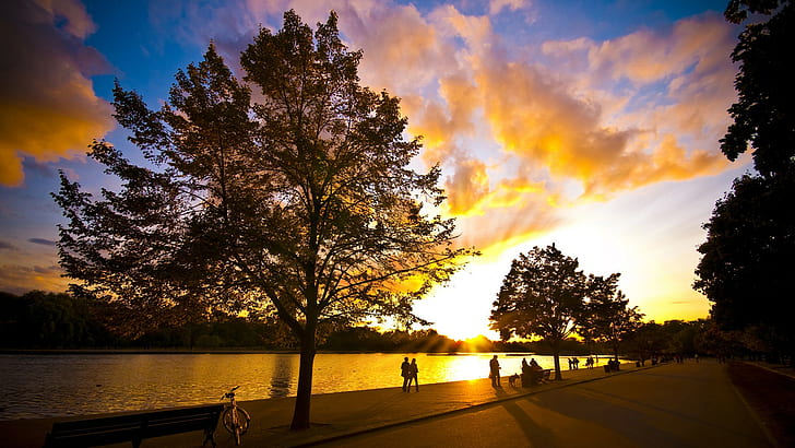 Coloque HD, silueta del árbol durante la puesta de sol, fotografía, lugar, Fondo de pantalla HD