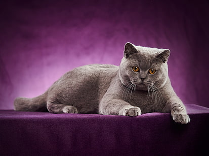 katt, porträtt, fotografering, brittisk korthår, HD tapet HD wallpaper