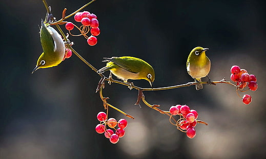 oiseaux, baies, branche, oeil blanc japonais, Fond d'écran HD HD wallpaper