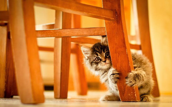 Cute Kitty Hiding, gatinho, fundo, gato escondido, HD papel de parede