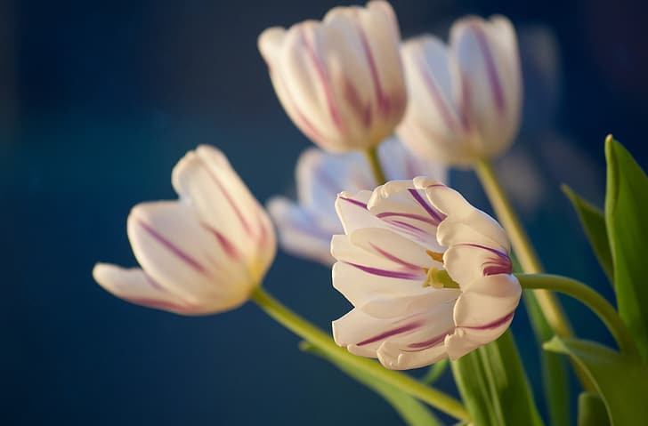 background, tulips, buds, HD wallpaper