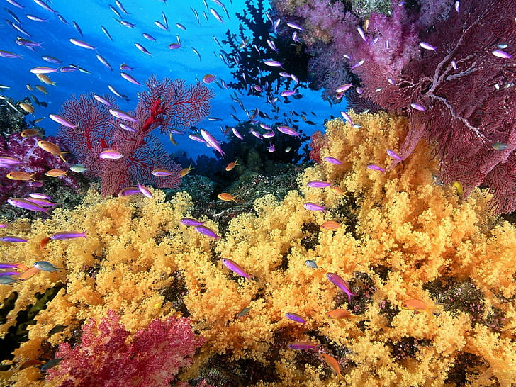laut, bawah air, ikan, karang, Wallpaper HD