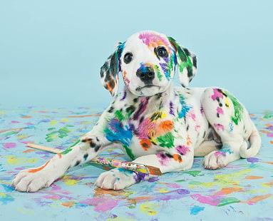 Dogs, Puppy, Dalmatian, Dog, HD wallpaper HD wallpaper