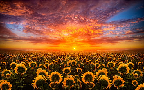 Sunset Red Sky Cloud Field With Sunflower Hd Fondos de Escritorio para móviles, Fondo de pantalla HD HD wallpaper