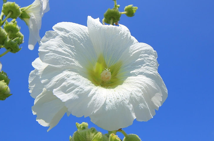 white hollyhock flower, mallow, flower, white, sky, blue, close-up, HD wallpaper