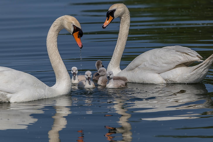 two white swans, family, pair, swans, Chicks, pond, the Lebeda, HD wallpaper