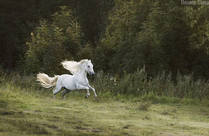 bosque, blanco, movimiento, caballo, velocidad, semental, prado, corriendo, melena, salto, galope, Fondo de pantalla HD