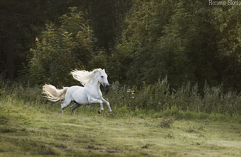bosque, blanco, movimiento, caballo, velocidad, semental, prado, corriendo, melena, salto, galope, Fondo de pantalla HD HD wallpaper