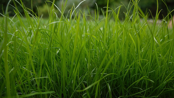 зелена трева, трева, растения, HD тапет