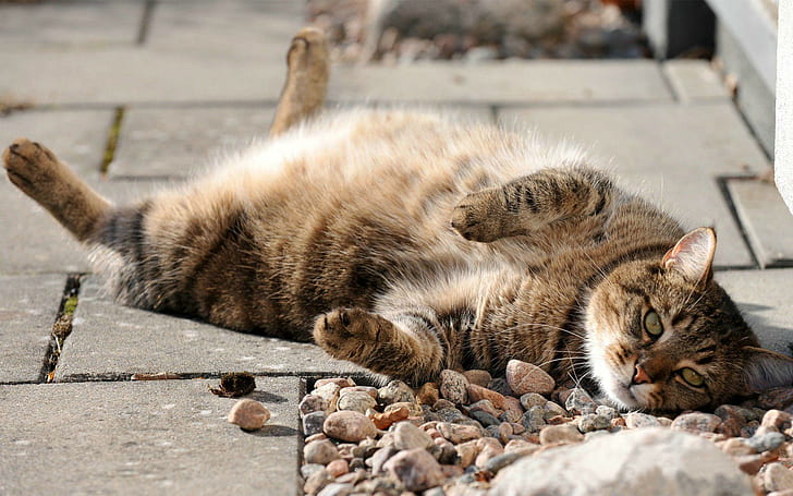 Very Lazy Cat, street, lazy, animal, animals, HD wallpaper