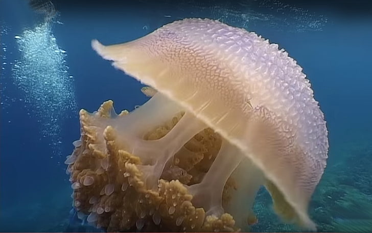 해파리 해양 동물 Phylum Cnidaria, 그룹 Scyphozo Hydro, Cubozo 및 Staurozo Jellyfish., HD 배경 화면