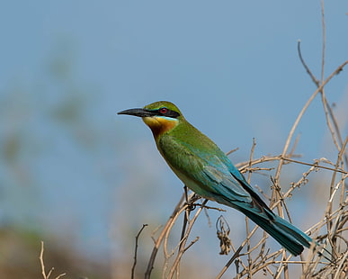 shallow focus photography of green and blue bird, blue-tailed bee-eater, blue-tailed bee-eater, Blue-tailed Bee-eater, shallow focus, photography, green, blue bird, Merops philippinus, bird, bee-Eater, nature, wildlife, animal, blue, multi Colored, beak, animals In The Wild, HD wallpaper HD wallpaper
