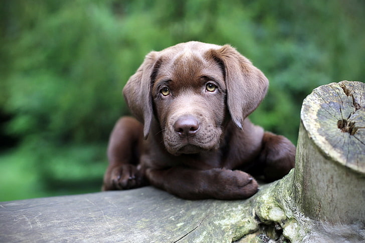 chocolate Labrador retriever puppy, dog, puppy, snout, eyes, HD wallpaper