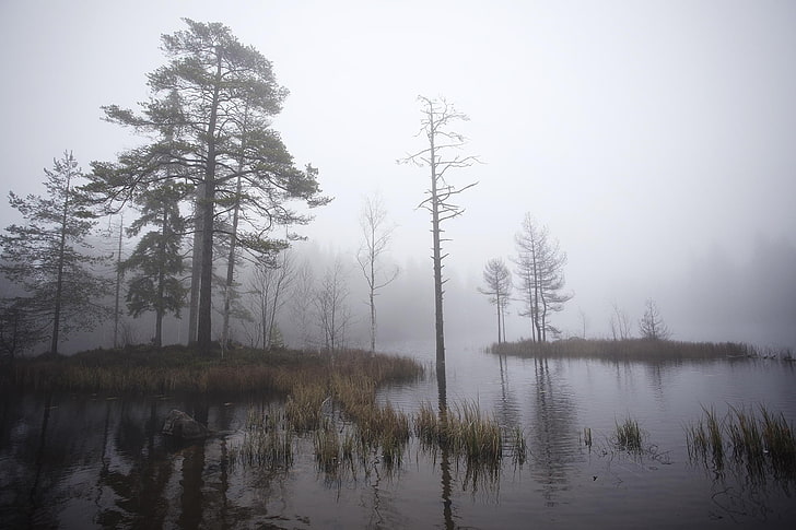 nature, landscape, mist, lake, morning, daylight, trees, dry grass, Sweden, HD wallpaper