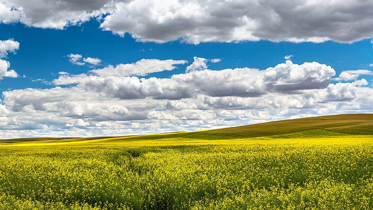langit, awan halus, bidang, bunga kuning, polos, kanola, karpet bunga, rapeseed, tanaman mustard, siang hari, ekoregion, awan, awan, bidang kanola, bidang bunga, Wallpaper HD