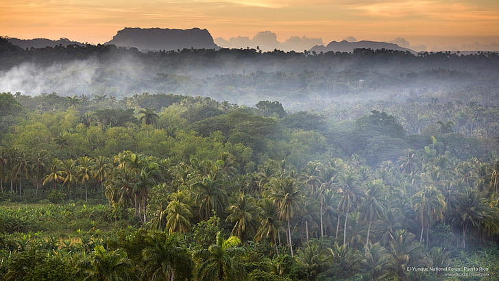 Forêt nationale d'El Yunque, Porto Rico, Nature, Fond d'écran HD