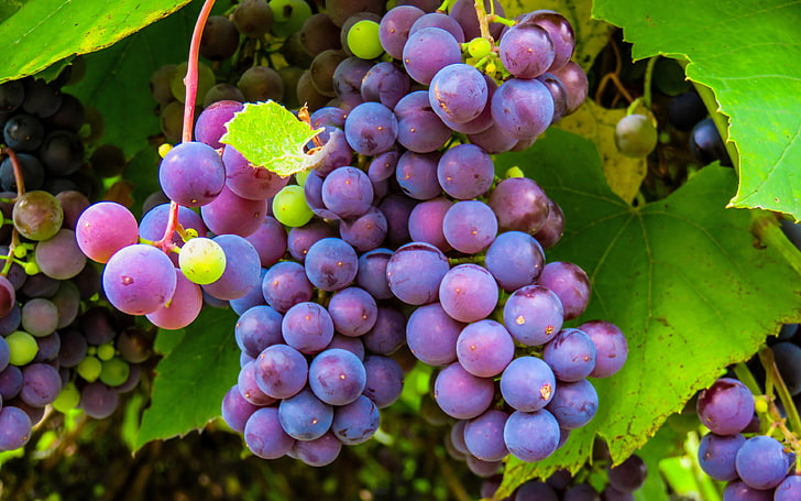 Purple grape plant vine fruit 4K, HD wallpaper