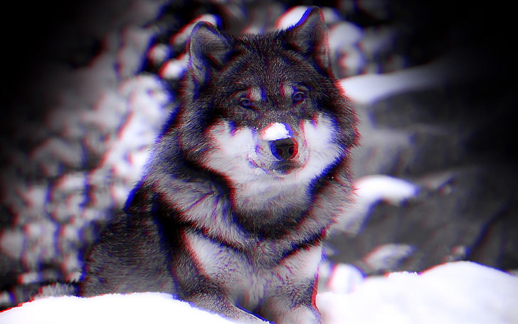 gray and white wolf, anaglyph 3D, wolf, animals, HD wallpaper