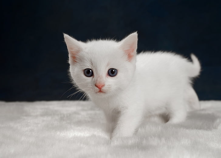kittens, baby animals, white, cat, animals, HD wallpaper