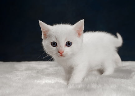 chatons, bébés animaux, blanc, chat, animaux, Fond d'écran HD HD wallpaper