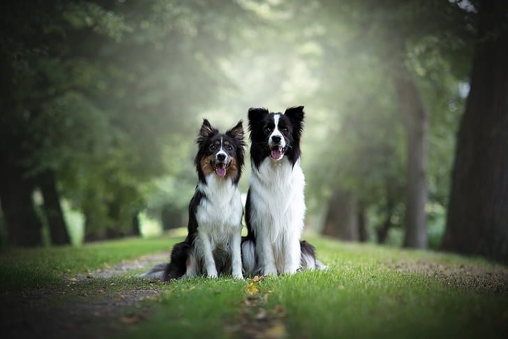 anjing, rumput, lihat, alam, latar belakang, dua, pasangan, pasangan, duo, teman, dua anjing, collie perbatasan, Wallpaper HD